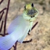 jawfish_yellowhead_bcf_nwp_v_0233_tci2159.jpg